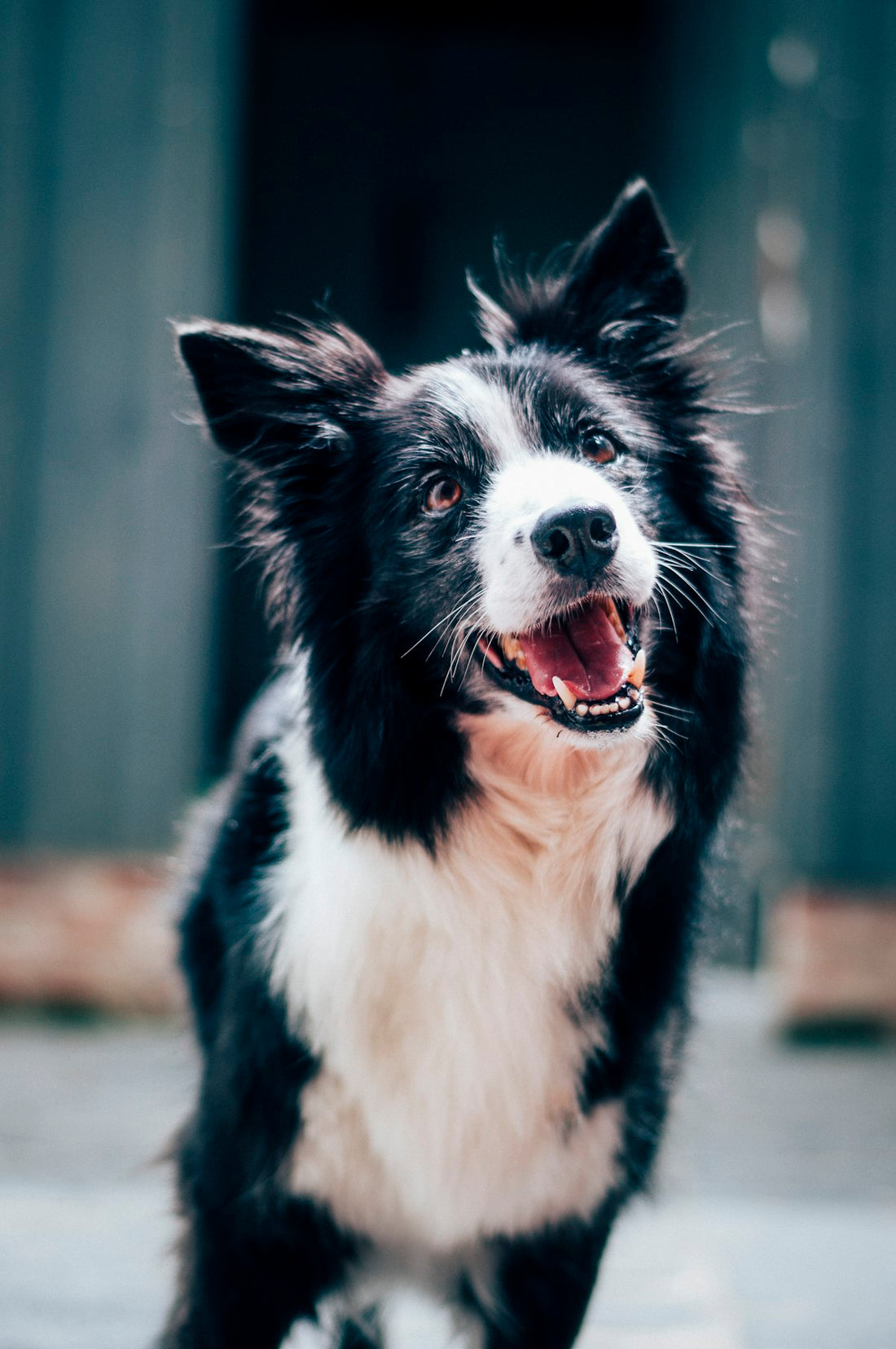 A black and white long-haired dog — best probiotic for dogs licking paws, natural liquid gut support guide