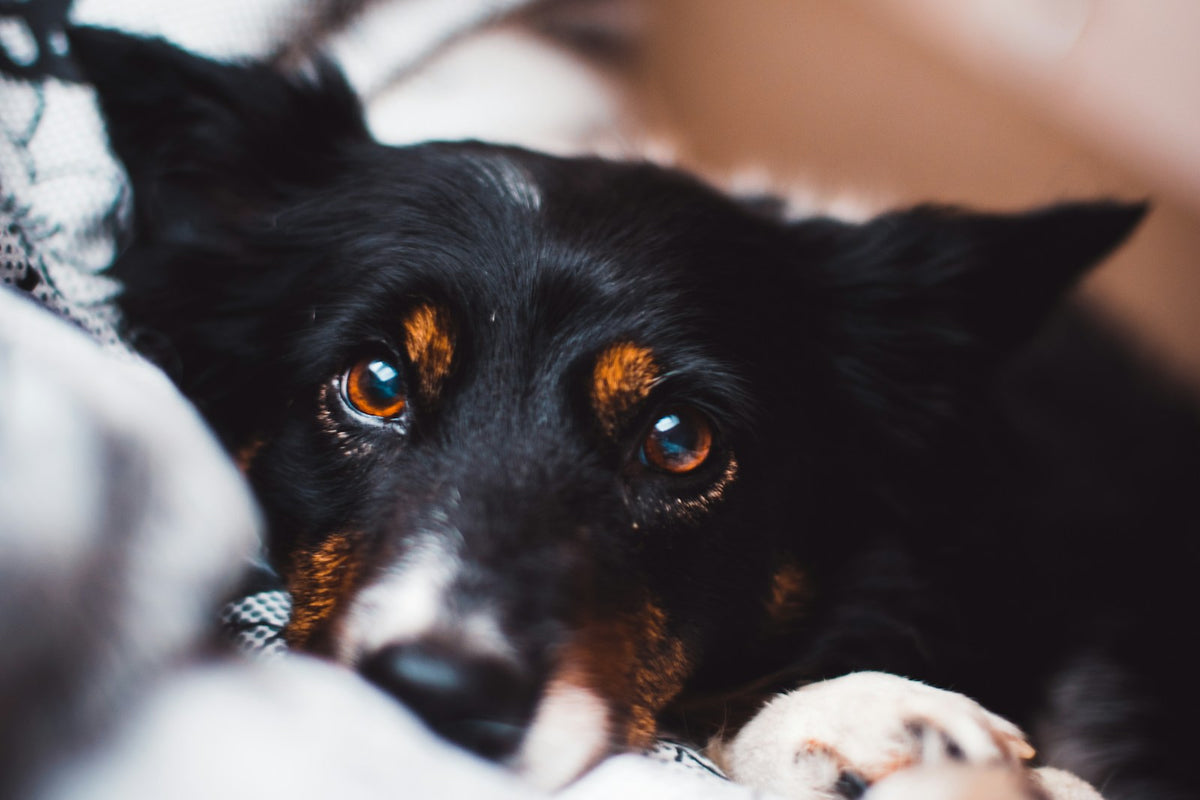 Tränenkanal verstopft Hund: Nahaufnahme eines schwarz-braunen Hundes mit feuchtem inneren Augenwinkel