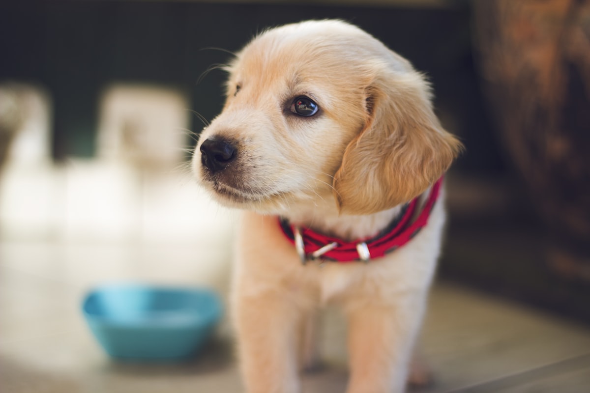 Golden retriever puppy with floppy ears indoors, illustrating dog ear mites vs. ear infection checks for Canadian owners