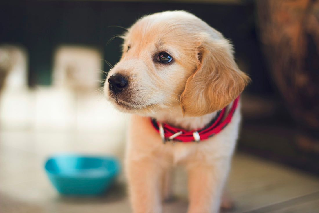Chien golden retriever en bonne santé, illustration d'un article sur le Lactobacillus chez le chien