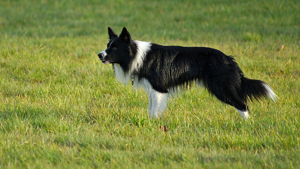 Bacillus coagulans for dogs Australia - healthy dog outdoors in the Australian sun