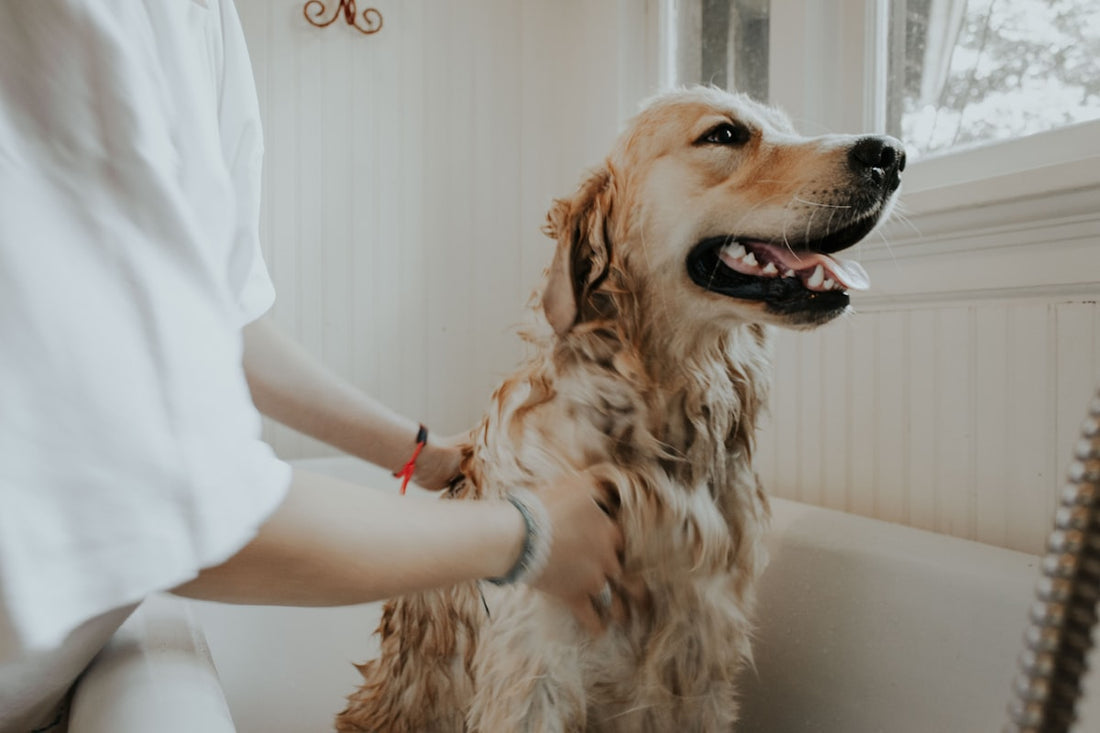 Owner bathing a golden retriever at home — how to tell if dog has ear infection after water gets in