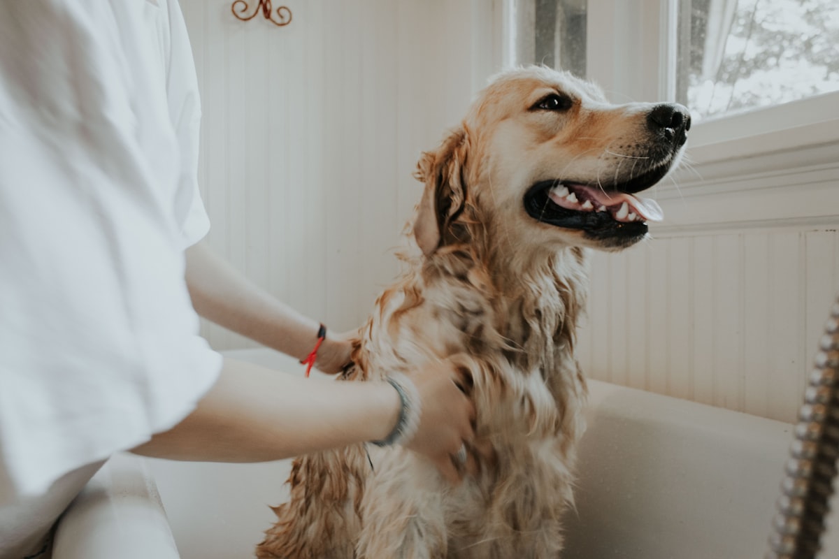 Owner bathing a golden retriever at home — how to tell if dog has ear infection after water gets in