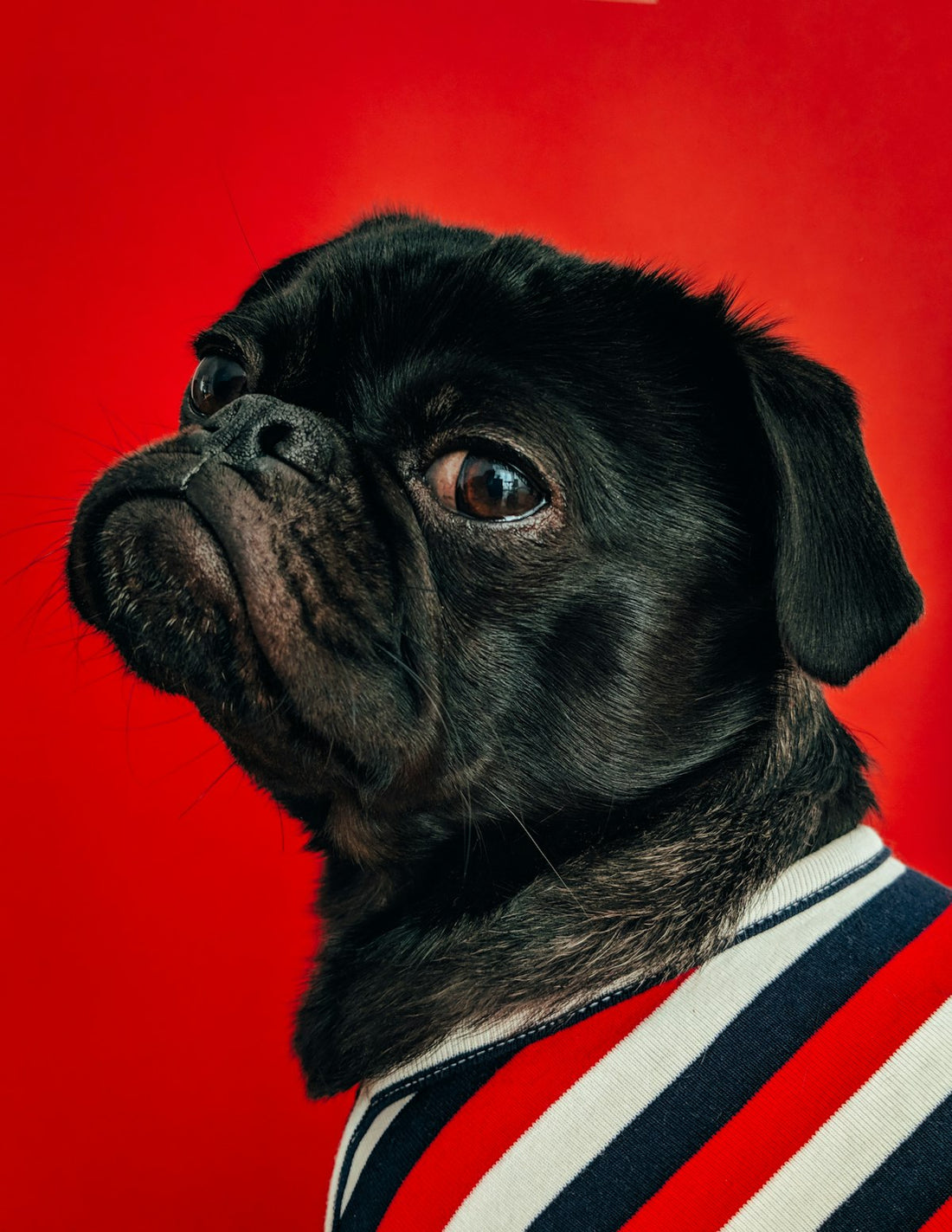 Dog scratching itchy ear and paw — 2026 US report on best yeast infection supplements for dogs comparative ranking