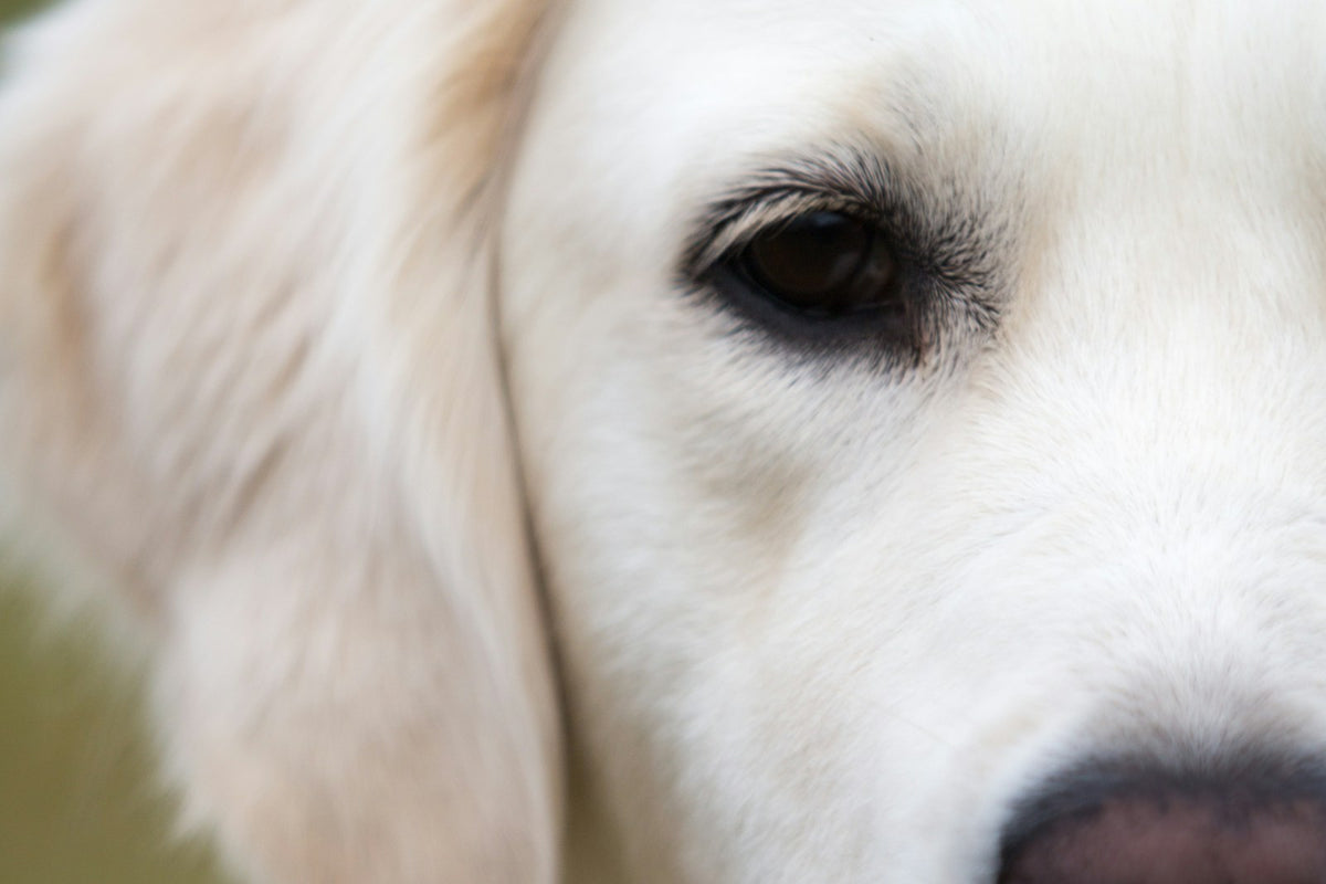 White dog close-up showing the inner eye corner where a blocked tear duct in dogs causes tearing and staining