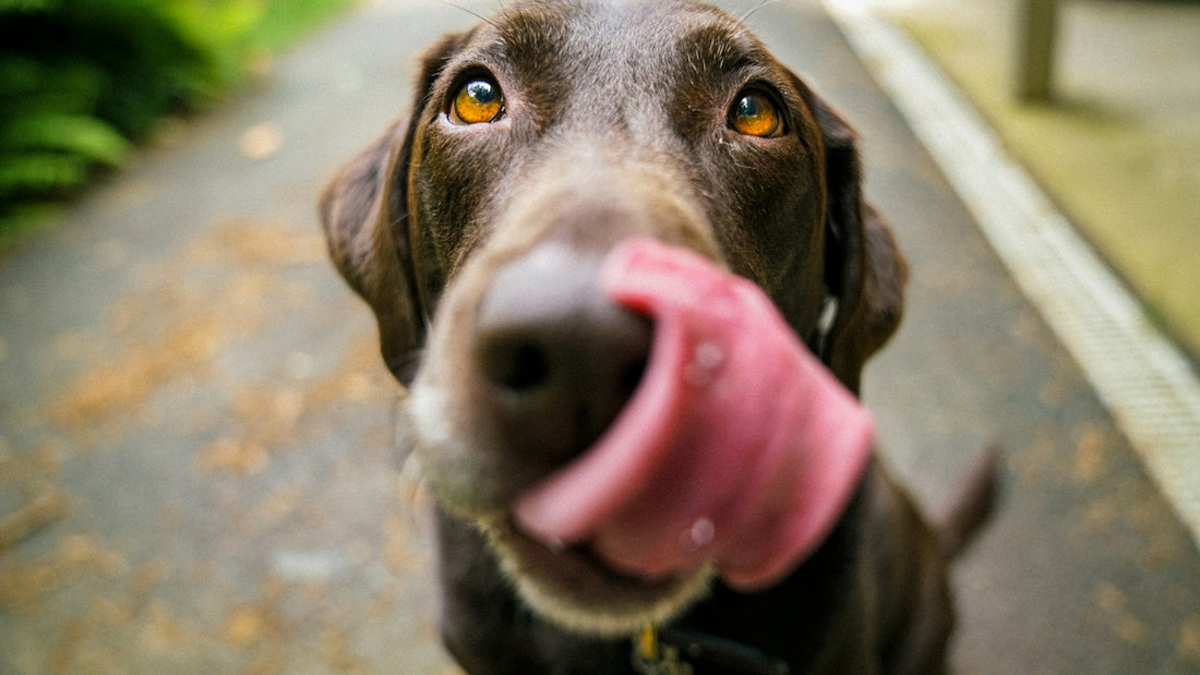 Bacillus coagulans Hund – Golden Retriever auf einer Wiese als Symbolbild für Darmgesundheit