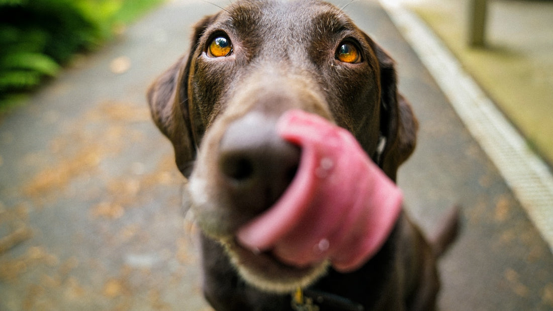 Adult chocolate Labrador photographed close up outdoors on a wet path, illustrating a UK guide to Librela for dogs and arthritis pain