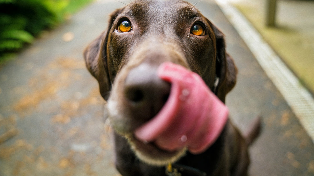 Adult chocolate Labrador photographed close up outdoors on a wet path, illustrating a UK guide to Librela for dogs and arthritis pain