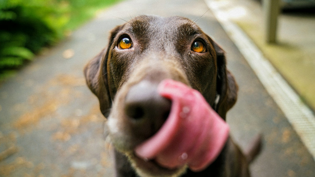 Gros plan d'un labrador chocolat aux yeux ambrés qui se lèche la truffe sur une allée de jardin, illustration bifidobacterium animalis chien