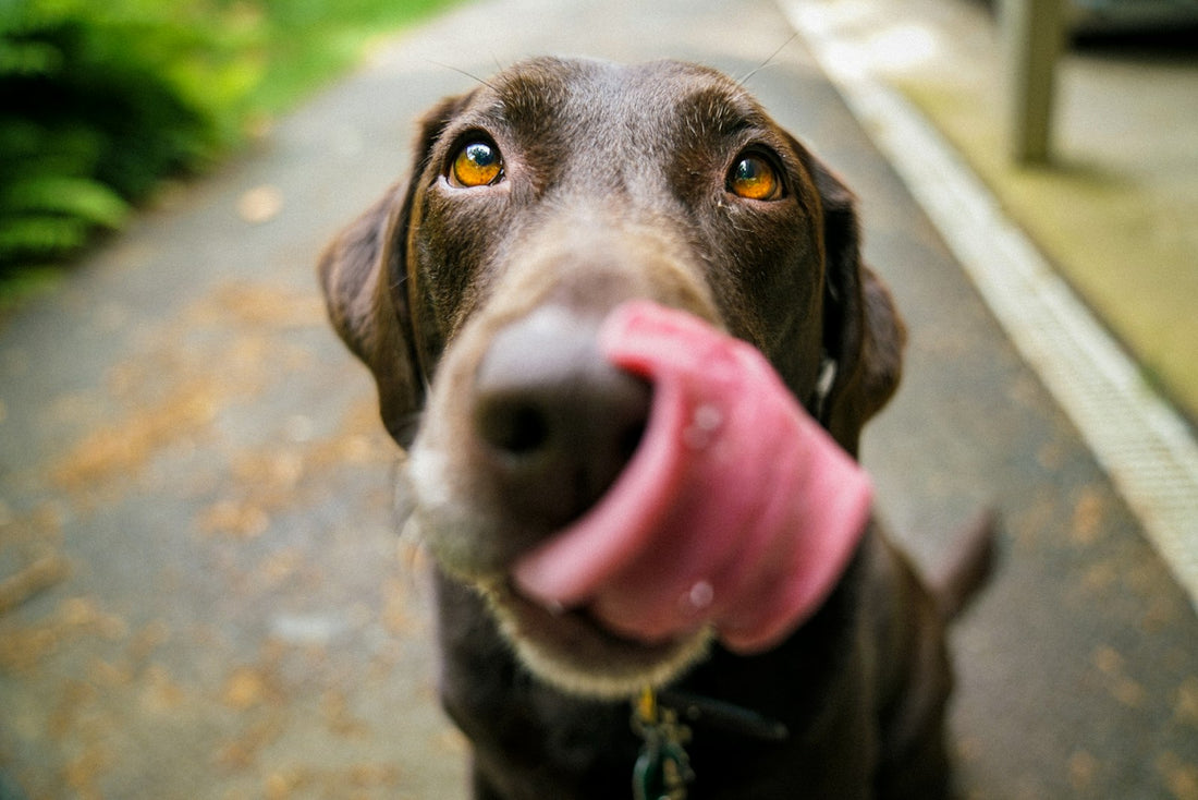 Chocolate Labrador licking its nose on a garden path, illustrating a UK guide to Bacillus subtilis for dogs