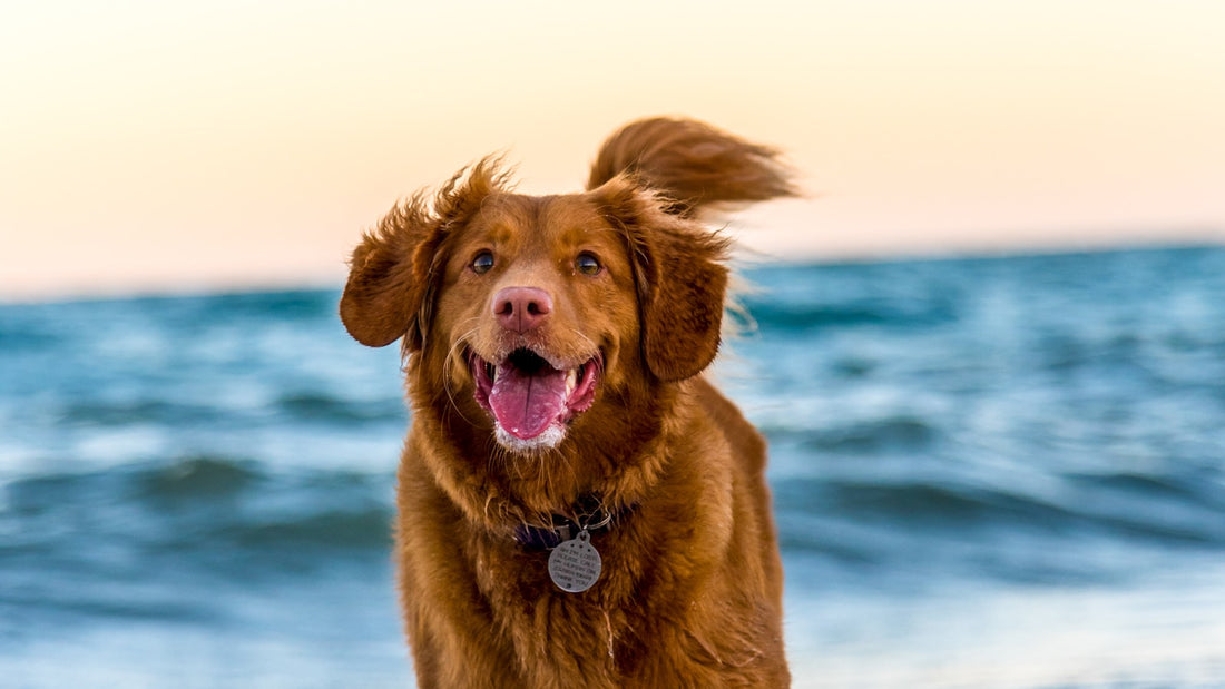 Perro cobrador café parado en agua de mar poco profunda con la boca abierta, olas azules y cielo pálido de atardecer al fondo, ilustrando el tema Enterococcus faecium para perros