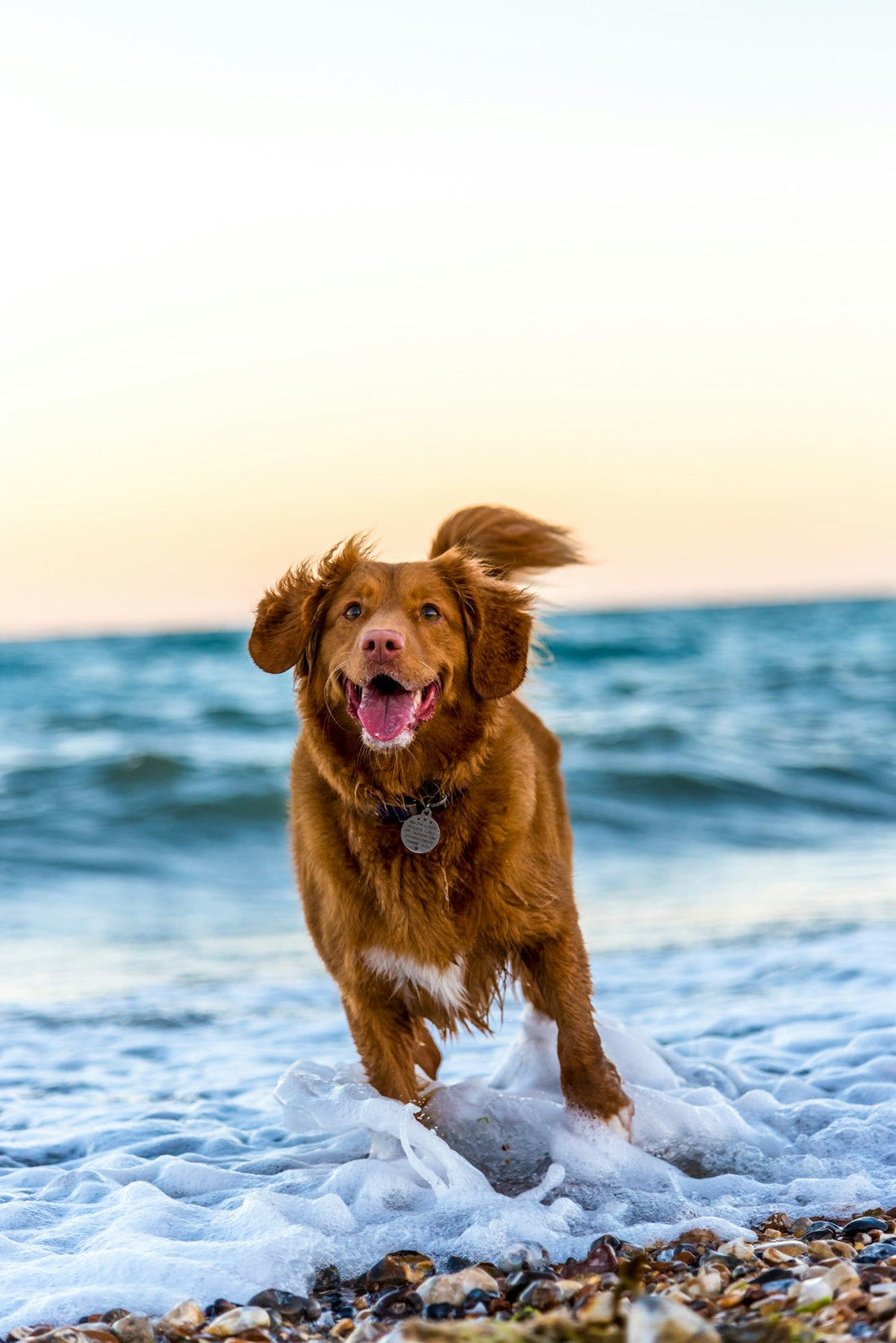 A dog running on a beach — best dog probiotic Canada guide, premium liquid gut health drops for pets