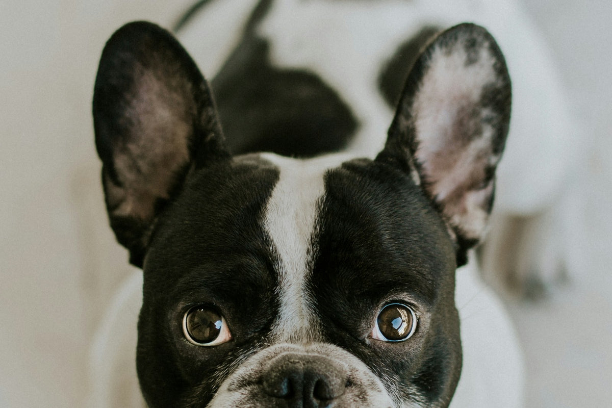 Conducto lagrimal obstruido perro: boston terrier de cara chata con el ángulo interno del ojo húmedo