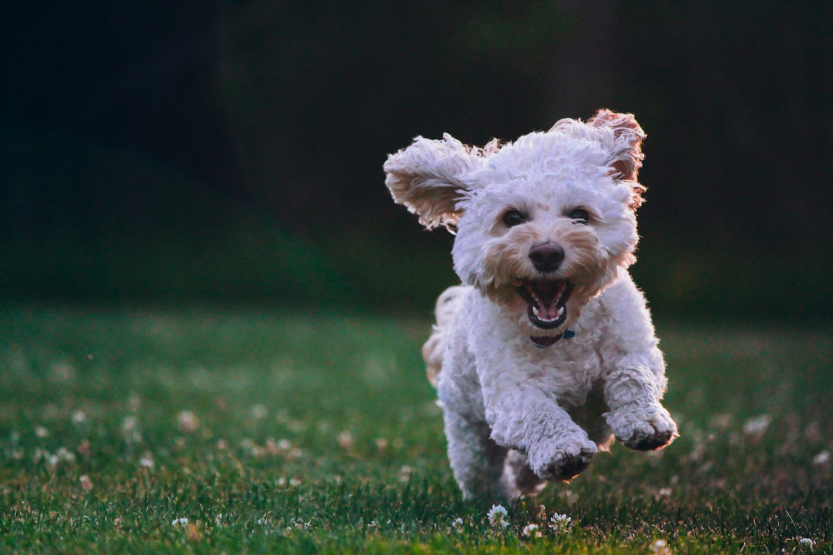 Perro pequeño de pelo blanco y rizado corriendo por la hierba, ilustración sobre Bacillus subtilis para perros