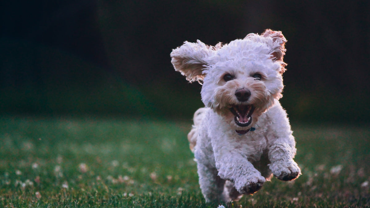 Perro pequeño de pelo blanco y rizado corriendo sobre el pasto, como ilustración de una guía sobre Librela para perros en México
