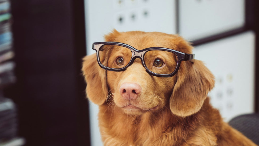 Dog wearing glasses reading a magazine - do dog probiotics need to be refrigerated, a label-first guide