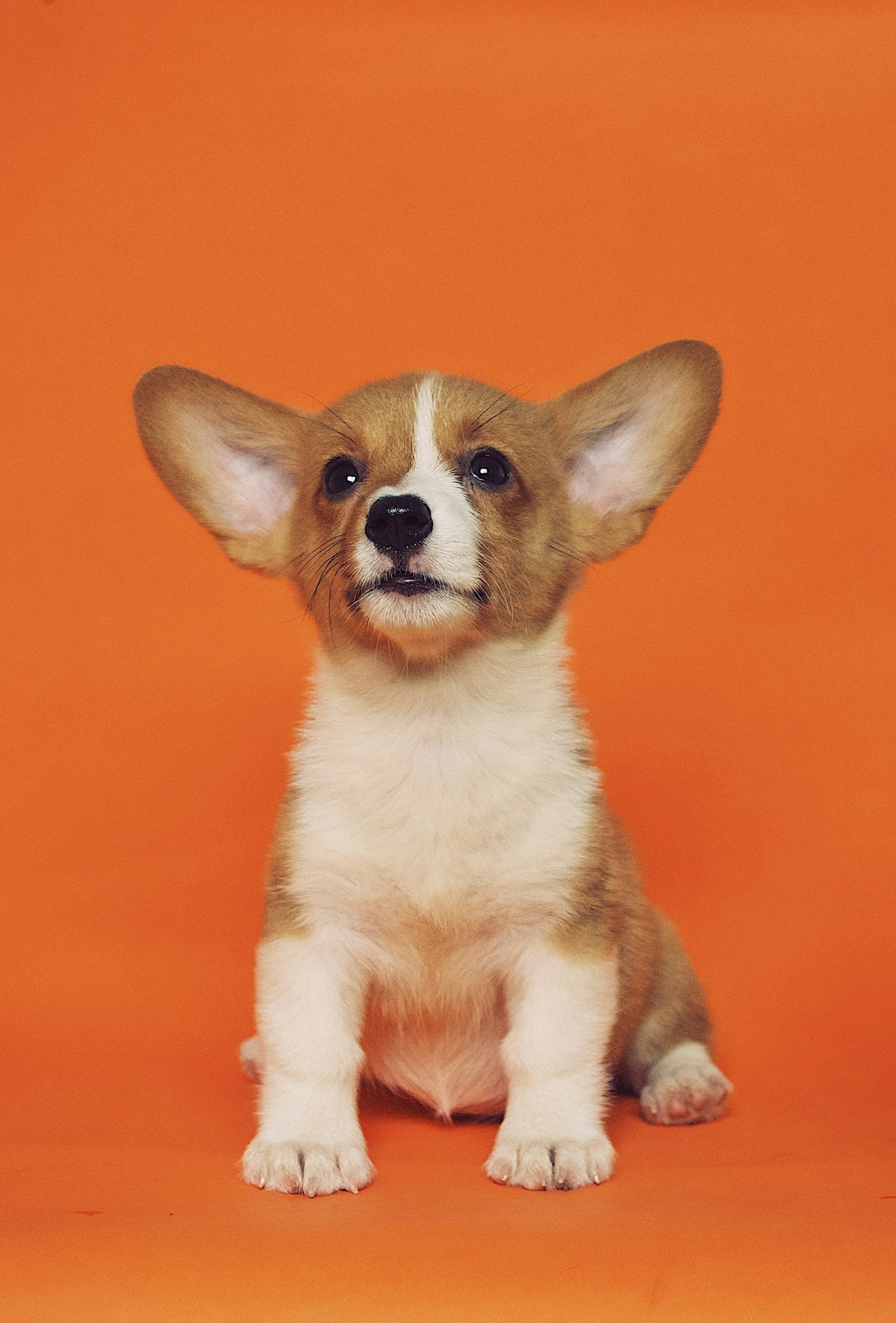 Healthy happy dog enjoying a meal, illustrating best probiotics for dogs gut health and immunity guide for US pet parents