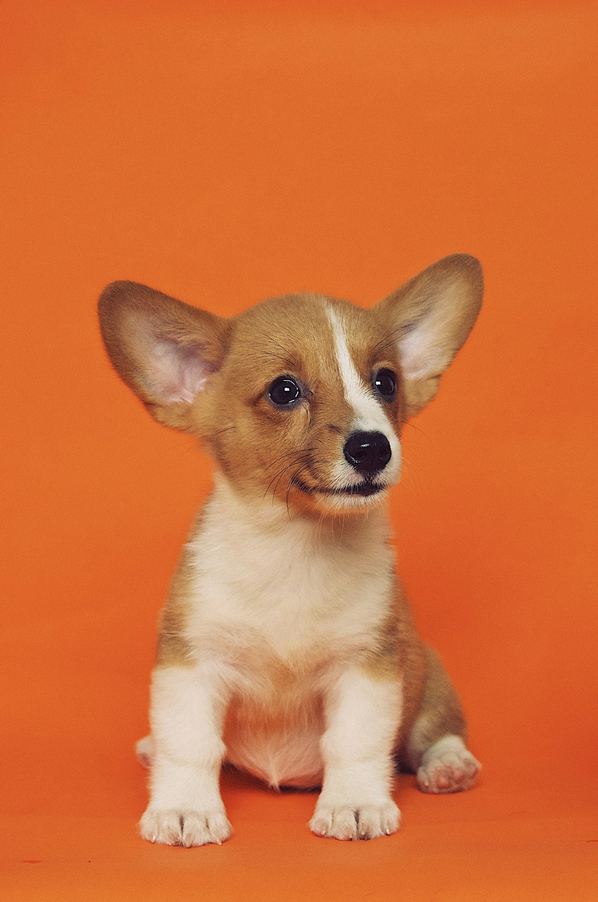 Close-up of a brown dog with long floppy ears — breeds like this often need dog ear infection treatment