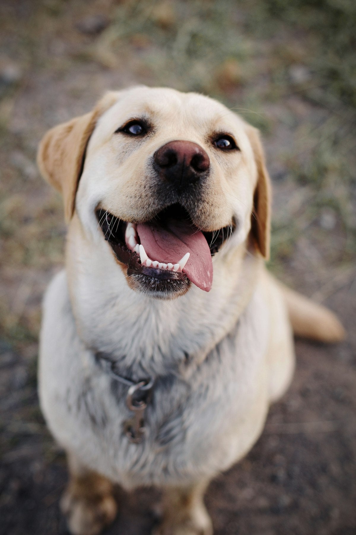 A healthy adult Labrador retriever — best probiotic for dogs with yeast and allergies, natural liquid gut support guide