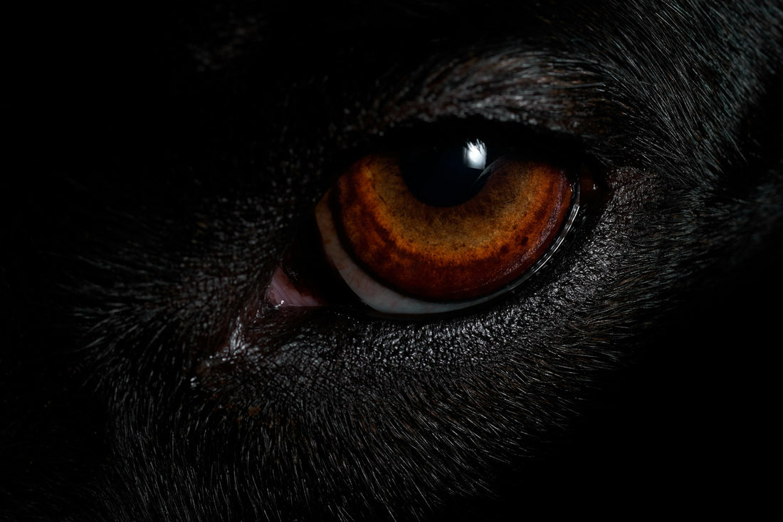Close-up of a dog's amber eye, illustrating glaucoma in dogs and why eye pressure changes need a vet exam