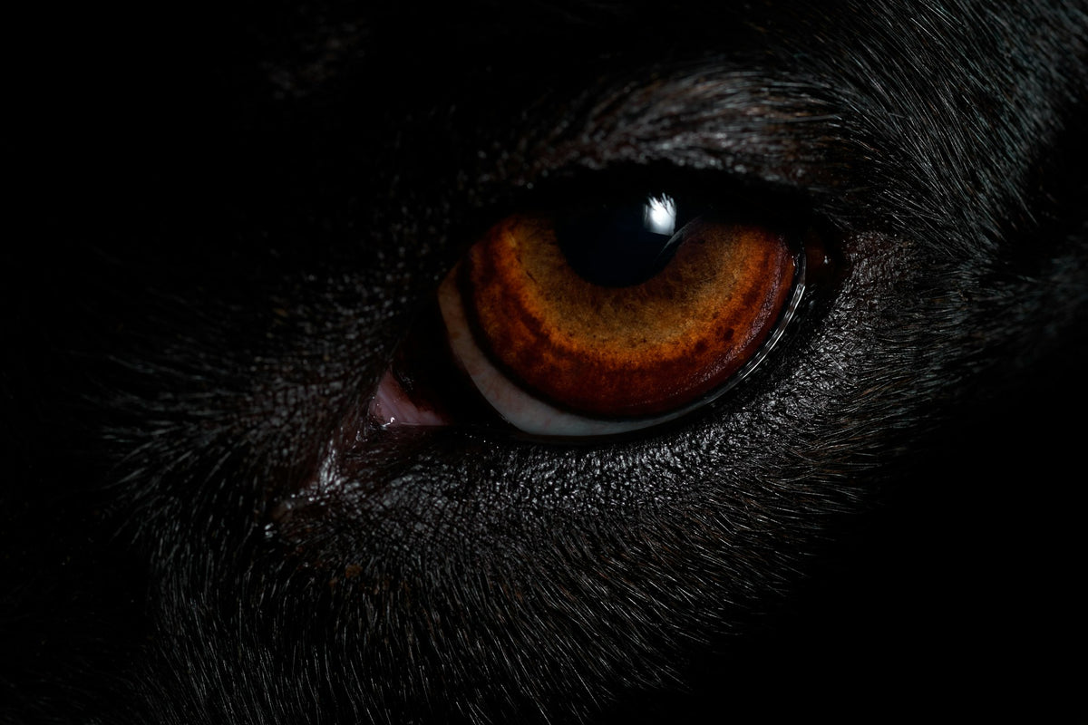 Close-up of a dog's amber eye, illustrating glaucoma in dogs and why eye pressure changes need a vet exam