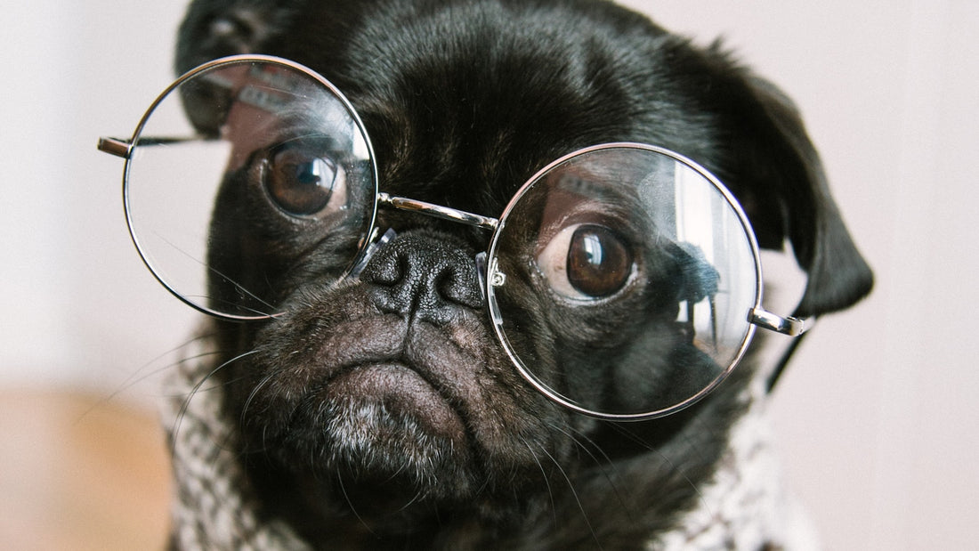 Black pug wearing round metal-rimmed glasses and a knitted scarf, sitting indoors against a pale wall, illustrating a UK guide to Enterococcus faecium for dogs