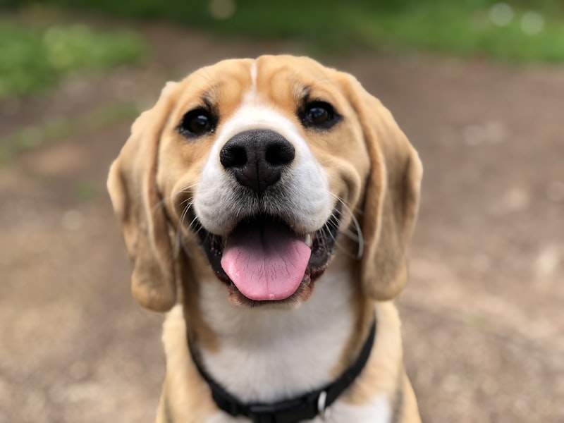 Healthy Labrador Retriever outdoors, illustrating collagen for dogs joint and coat support