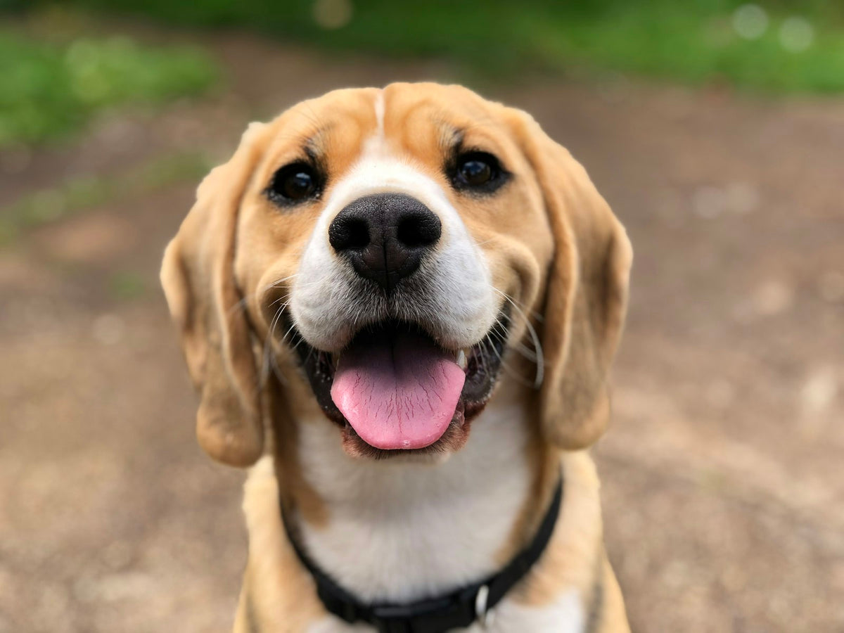 Healthy dog supported by a natural probiotic for dogs in liquid form