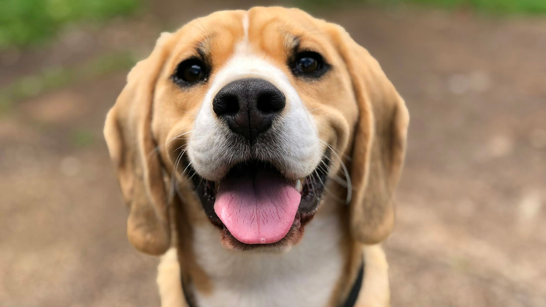 Cachorro de beagle marrón claro y blanco con la lengua fuera, sentado en un camino de tierra, ilustrando el uso de bifidobacterium animalis para perros