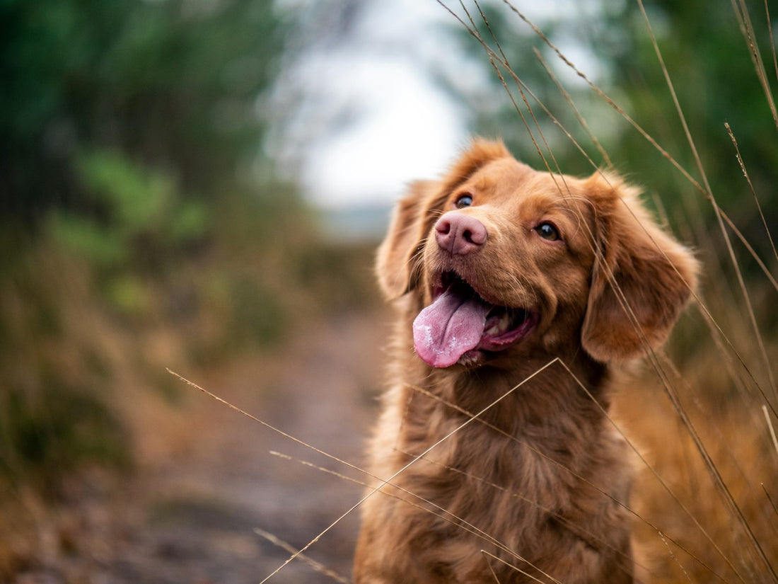 Postbiotics for dogs Australia: dog outdoors in the sun, canine gut health guide