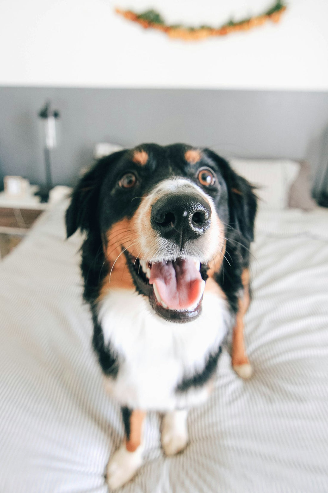 A tricolour dog standing indoors — best probiotic for dogs with allergies, liquid gut and immune support guide