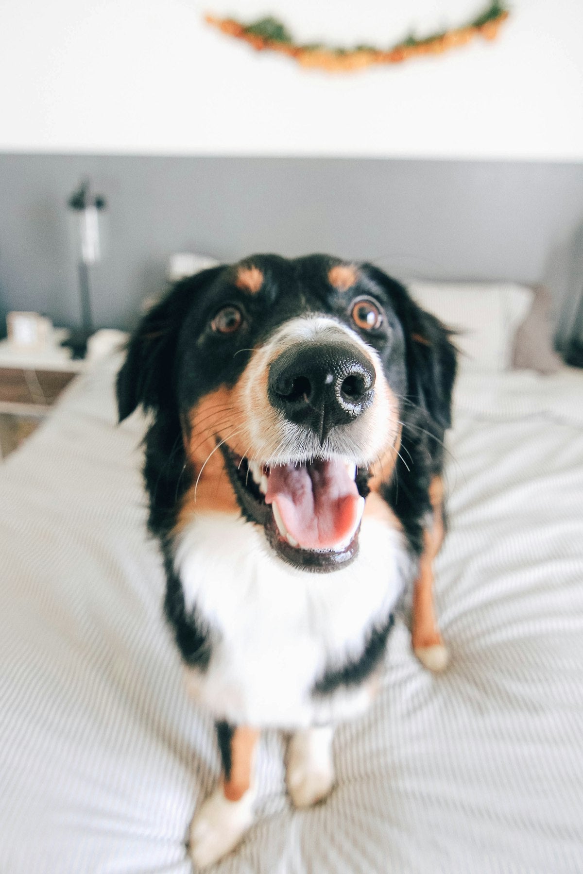 A tricolour dog standing indoors — best probiotic for dogs with allergies, liquid gut and immune support guide