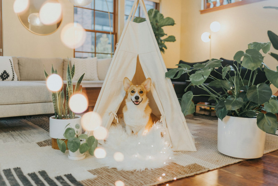 Happy corgi resting in a cozy tent at home, a dog gut health supplement routine for a healthy dog