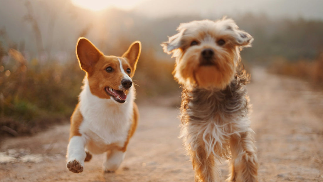 Un corgi y un yorkshire terrier corriendo juntos por un camino de tierra al atardecer, ilustrando la guía de bifidobacterium animalis para perros en México