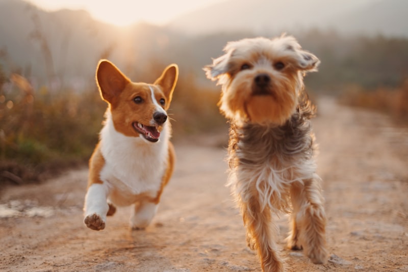 Two happy dogs running in Canada - best dog supplements to buy online in Canada 2026