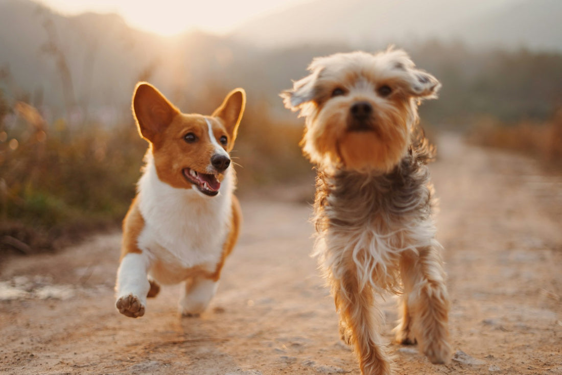 Soil-based probiotics for dogs: a healthy dog outdoors on soil and grass