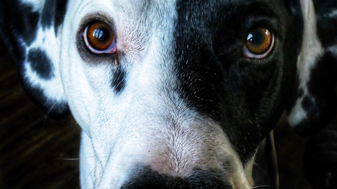 Dog eye twitching: close-up of a black and white dog's face showing one narrowed, squinting eyelid outdoors