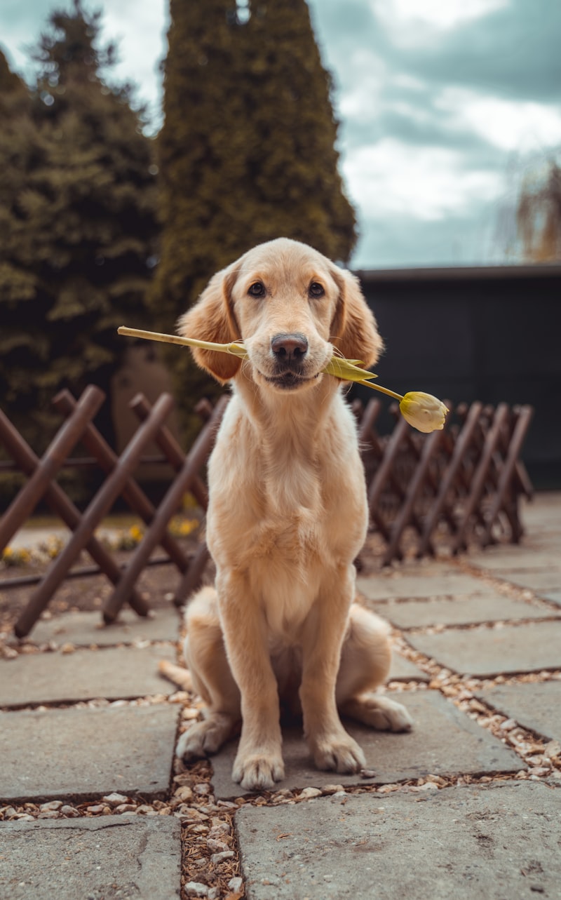 Golden Retriever taking collagen supplement for joint, coat, and gut health — US pet owner guide