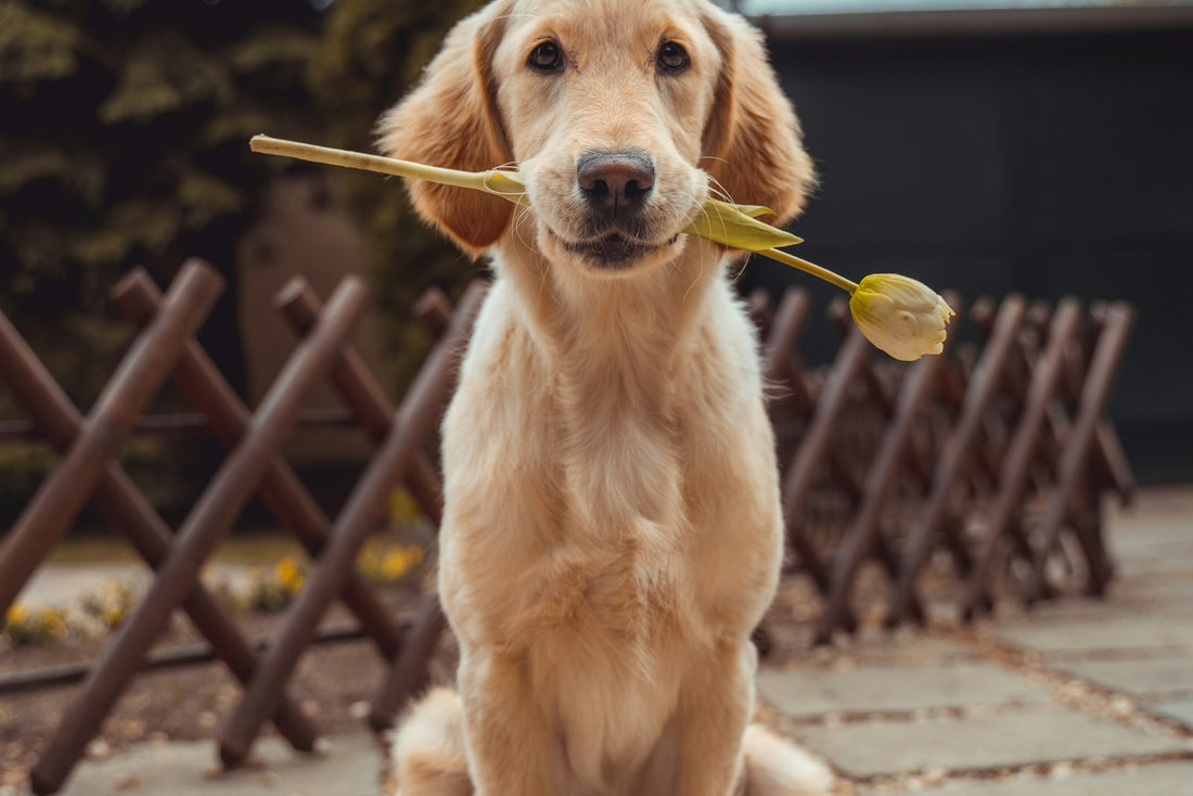 Golden retriever sitting outdoors, illustrating a guide to synbiotics for dogs combining probiotics and prebiotics