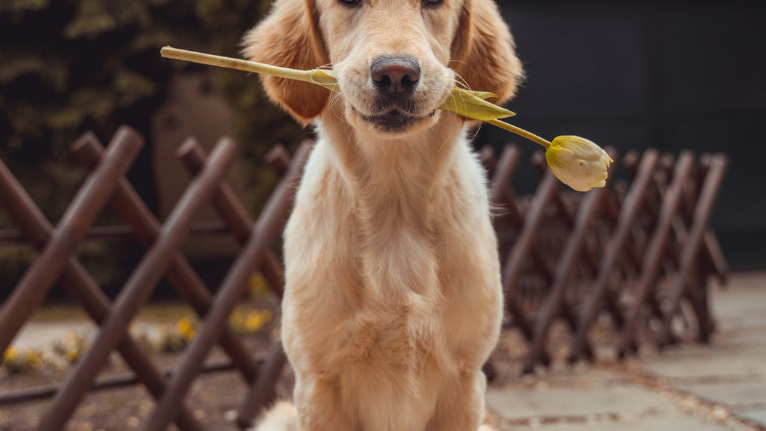 Perro sentado al aire libre con las patas delanteras visibles, guía sobre hongos en las patas del perro