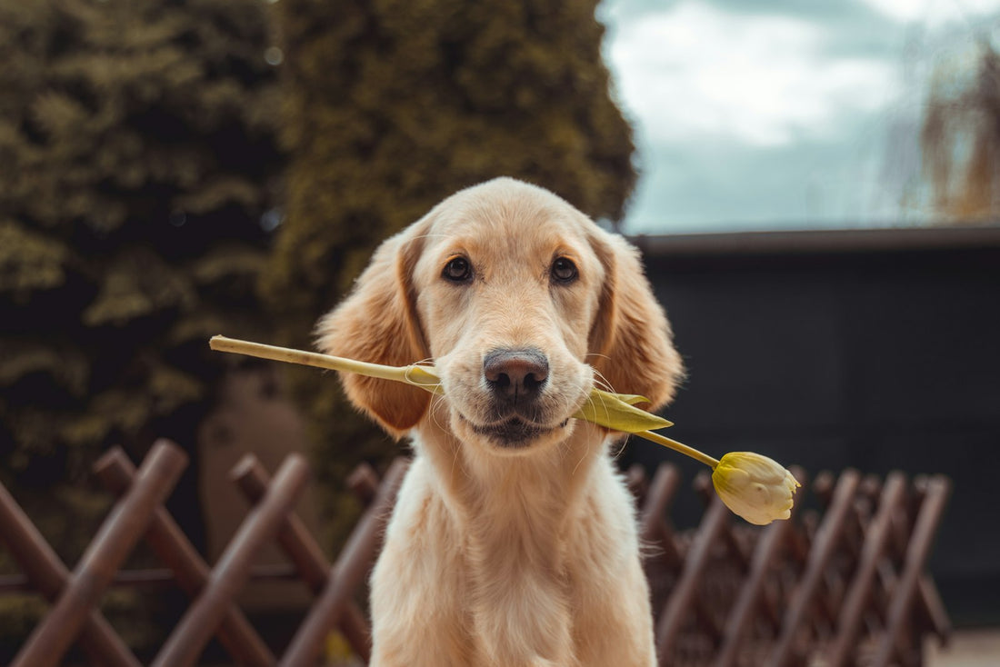 Cachorro de Labrador sentado al aire libre, raza con riesgo de entropión en el ojo del perro y párpado hacia dentro