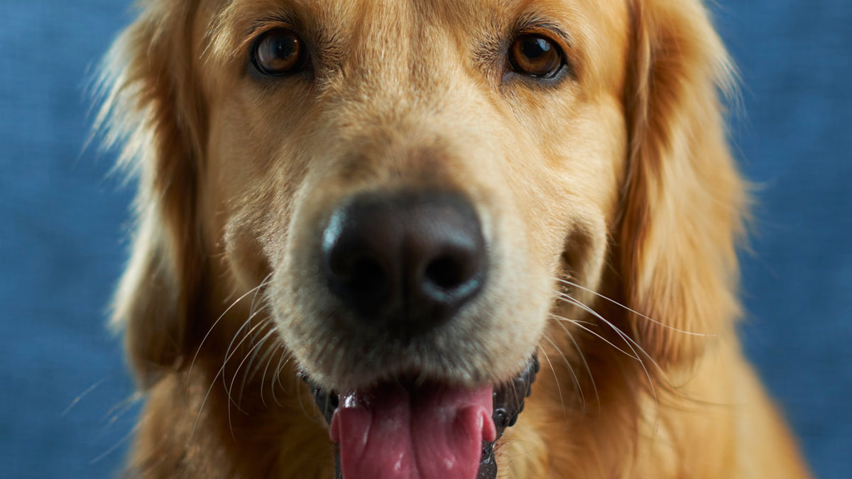 Erwachsener Golden Retriever im Nahporträt vor blauem Hintergrund, als Illustration eines Ratgebers zu Librela für Hunde mit Arthrose