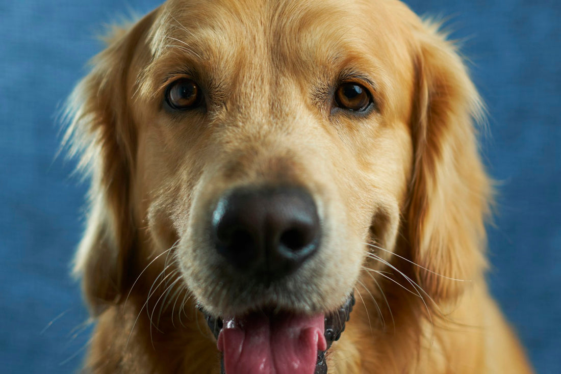Golden retriever face close-up showing healthy open eyes, illustrating ectropion in dogs and daily eye care