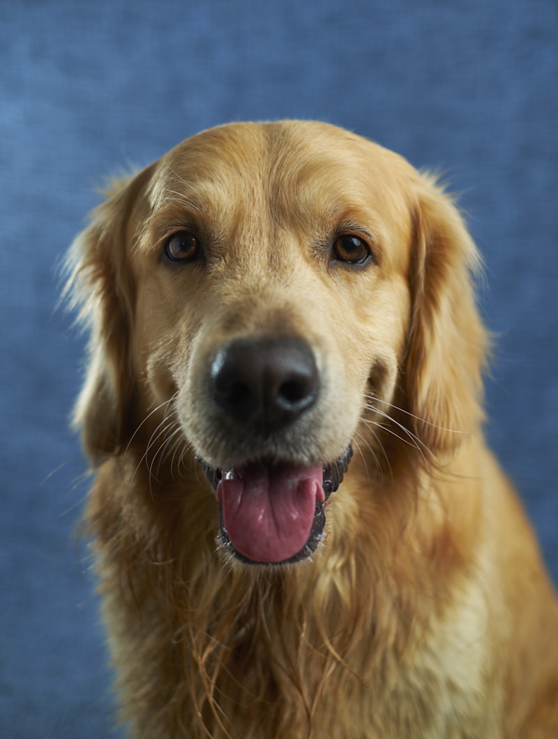Happy healthy dog with strong digestion — signs your dog needs probiotics guide for US pet owners