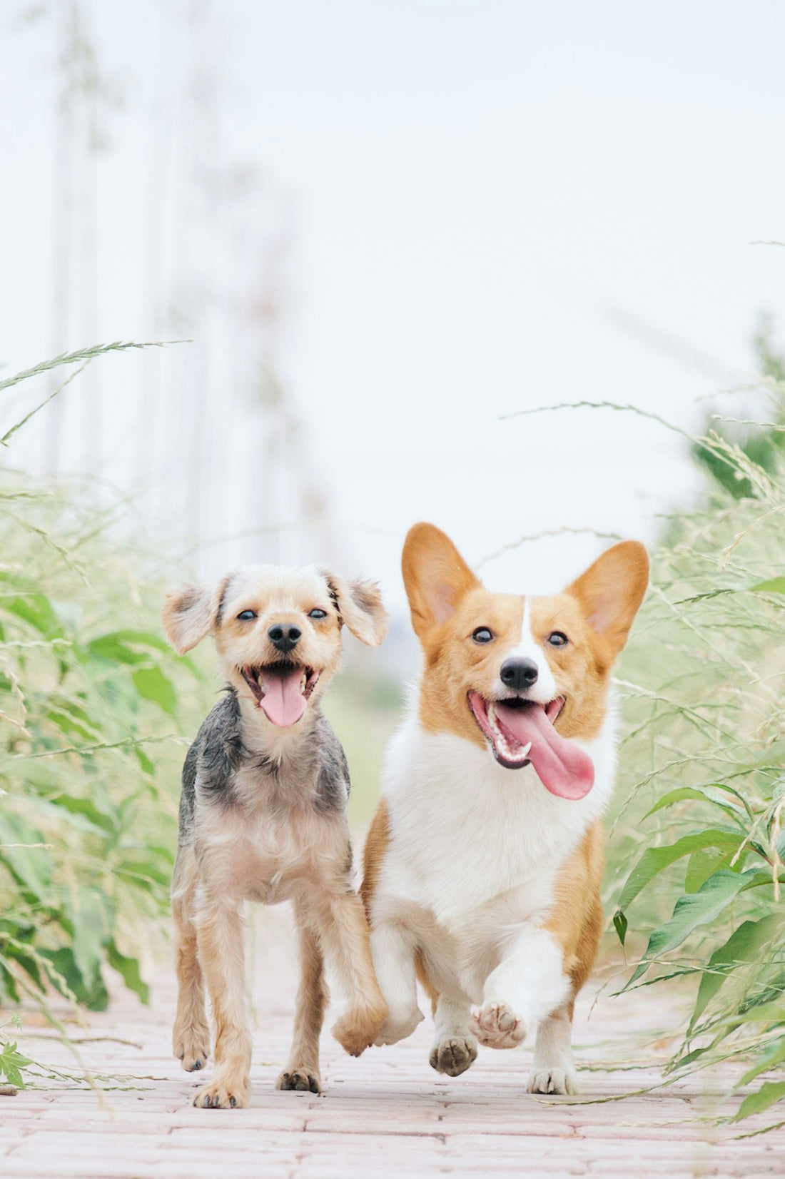 Two happy healthy dogs running outdoors, illustrating the best dog probiotic format for digestion and gut health