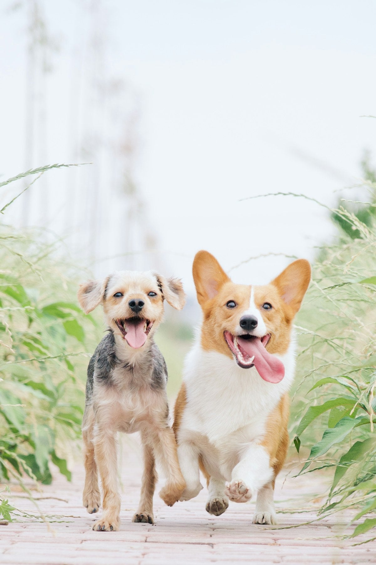 Two happy healthy dogs running outdoors, illustrating the best dog probiotic format for digestion and gut health