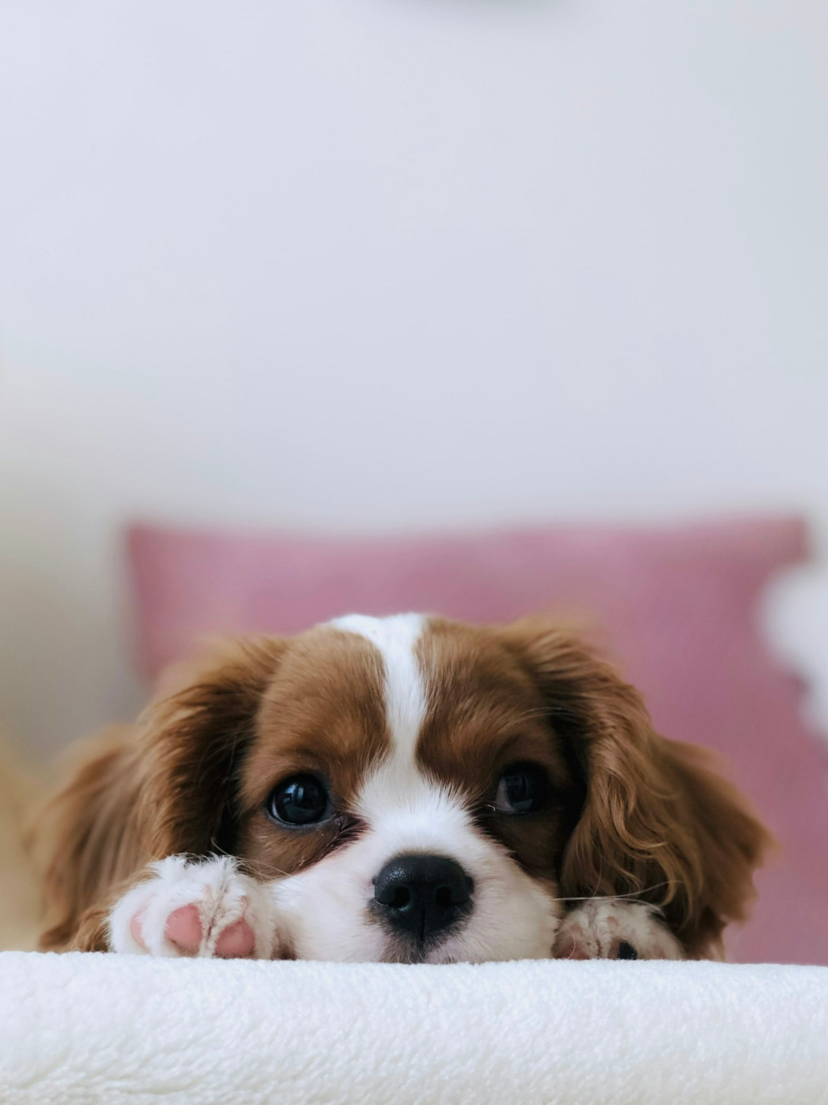 Dog waiting for a treat — choosing the best probiotic chews for dogs