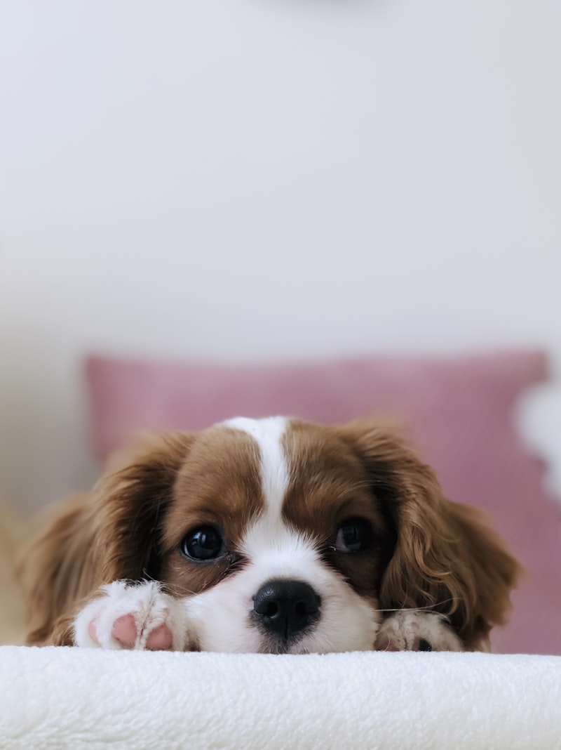 Close up of clean healthy dog ears - dog ear and eye cleaner infection prevention