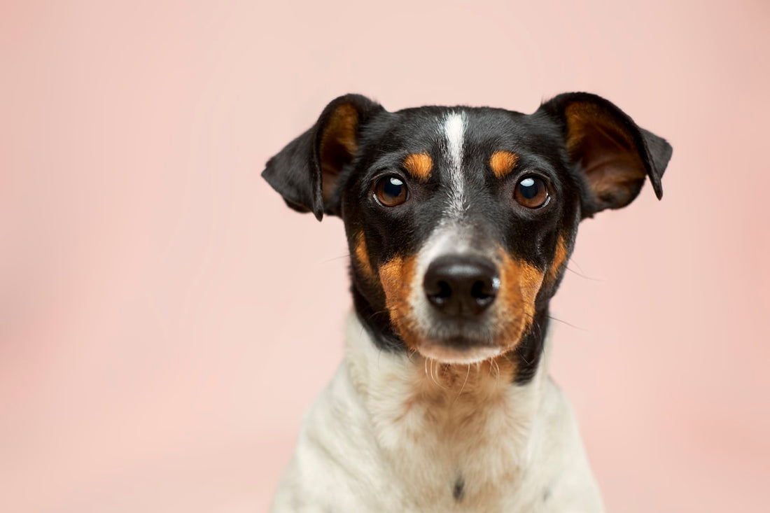 Tricolour terrier with folded ears facing the camera, illustrating dog inner ear infection symptoms Canadian owners should watch for.