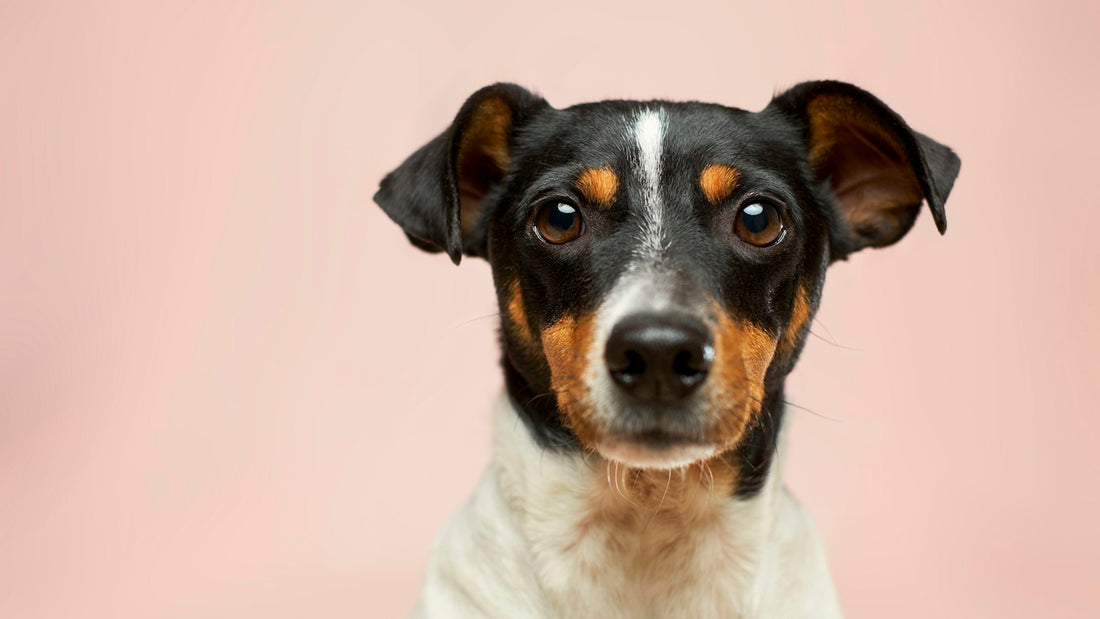 Tricolour terrier facing the camera against a pink studio backdrop, illustrating a guide to Bifidobacterium animalis for dogs
